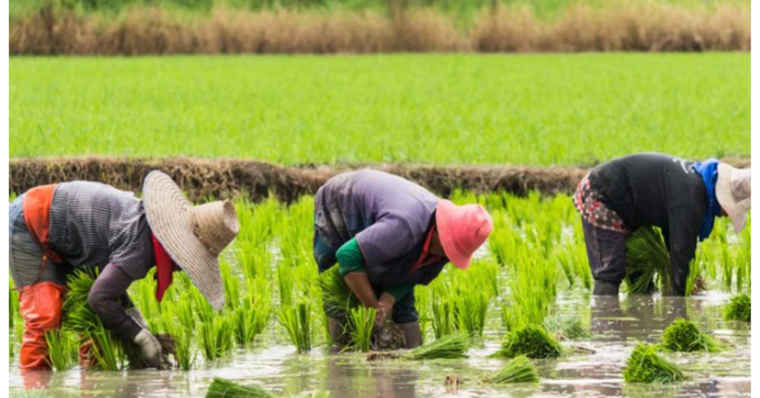 Over 90 Rice Farmers Empowered by FMA and Abia ADP