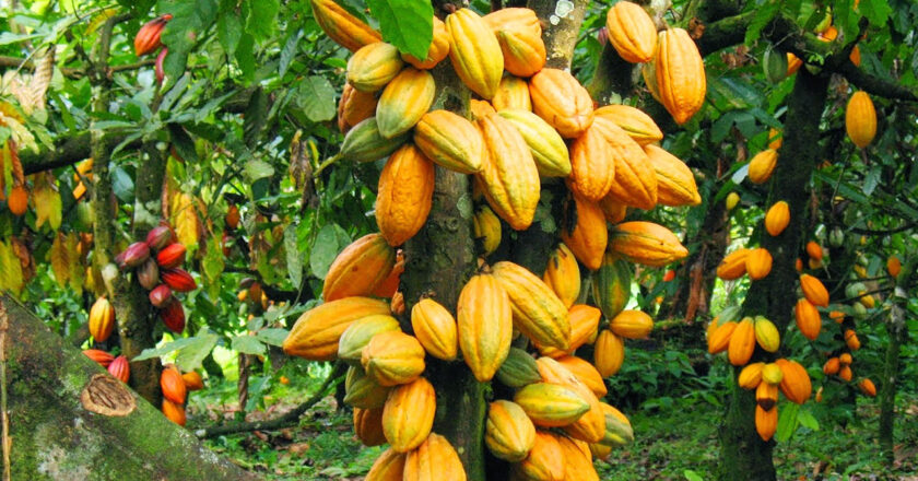 Farmer Desires Government Otu To Intervene In Cocoa Farm Conflict