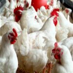 Hardship pushes 30 per cent of Nigeria’s poultry farmers to shutdown in H1 2024