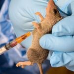 NCDC records 6,902 suspected Lassa fever cases in six months