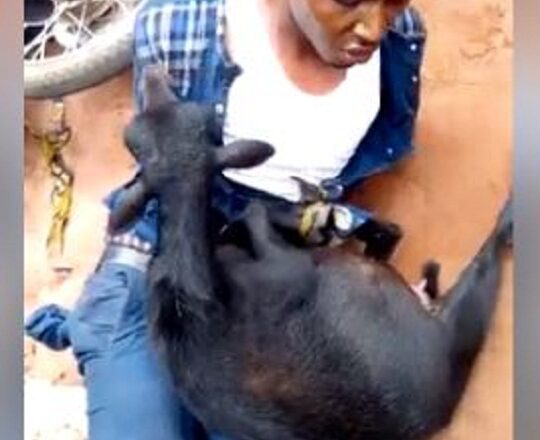 Pastor Publicly Disgraced after Being Caught Stealing Goat in Anambra State [photo]