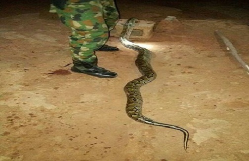 You Need To See What A Nigerian Soldier Did To A Huge Snake That Bit Him [Photos]