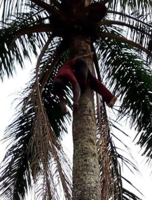 Man Mysteriously Died On Top of Palm Tree While Tapping Palm Wine in Imo State [Photos]