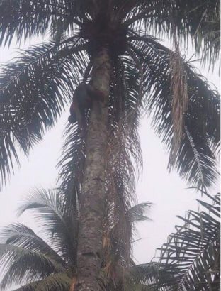 Man Mysteriously Died On Top of Palm Tree While Tapping Palm Wine in Imo State [Photos]