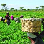 Ekiti urges farmer-herder harmony to ensure food security