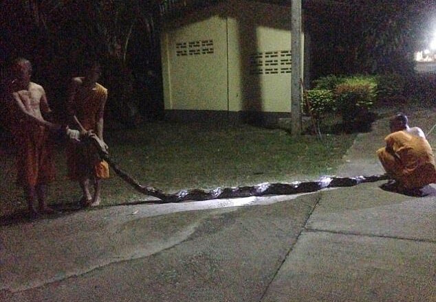 How 26 Foot huge Python Attacks A Nun, Almost Swallows Her [Photos]