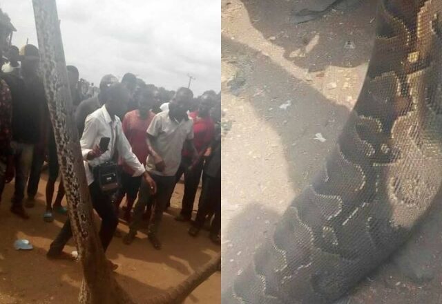 Man Kills Giant Snake That Swallowed His Dog in Anambra [Photos]