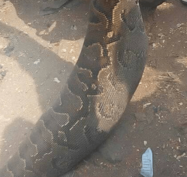 Man Kills Giant Snake That Swallowed His Dog in Anambra [Photos]