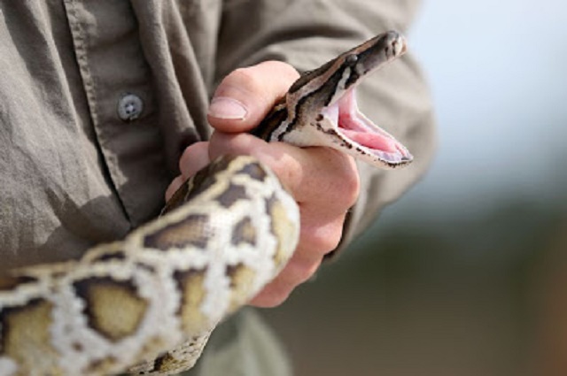New Breed of ‘SUPER SNAKE’ Discovered [Photos]