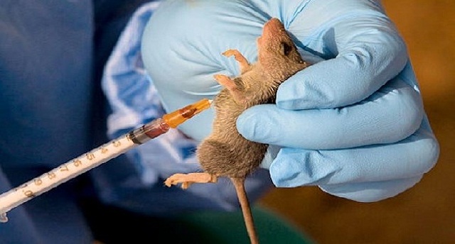 Kaduna State Ministry Of Health Confirms First Case Of Lassa Fever