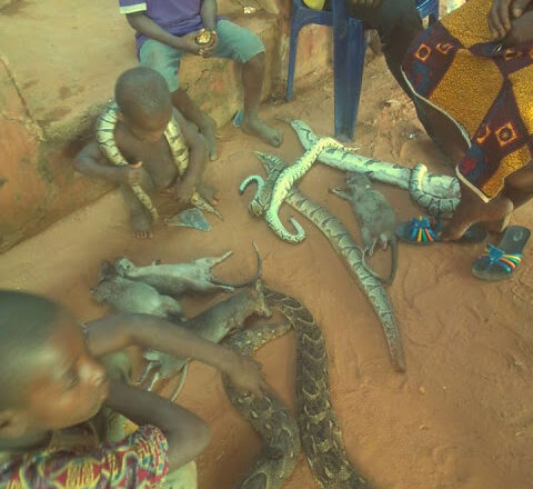PHOTOS NEWS: Children Pictured Posing With Reptiles in Edo State