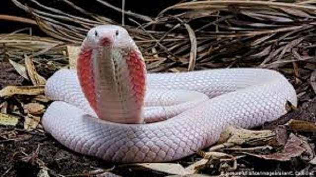 Snakes researchers reveals possible primary host of the coronavirus