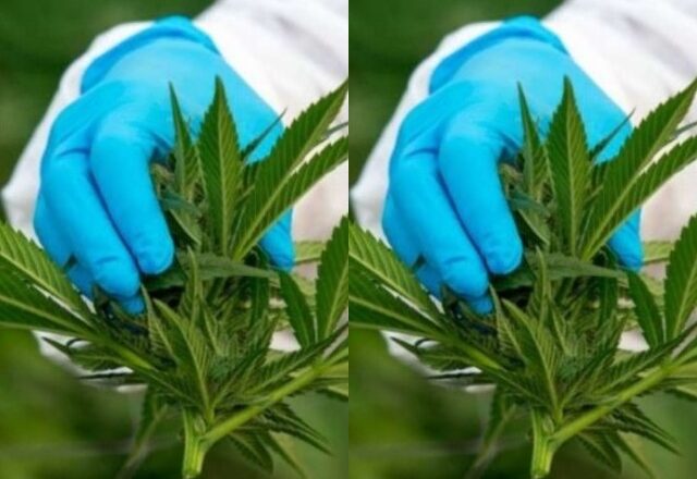 Thailand Legalizes Medical Use Of Marijuana