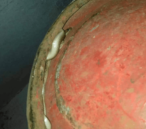 Twitter User Finds Snake Hidden Under His Gas Cylinder [Photo]
