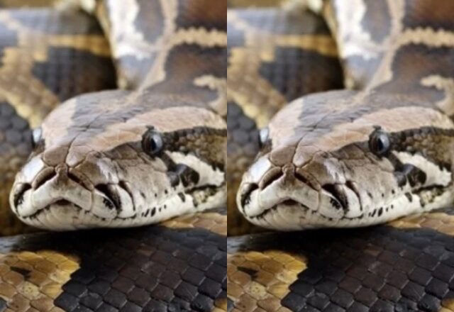 Woman cries out reveals how a snake given to her by a native doctor to make her rich starts having sex with her