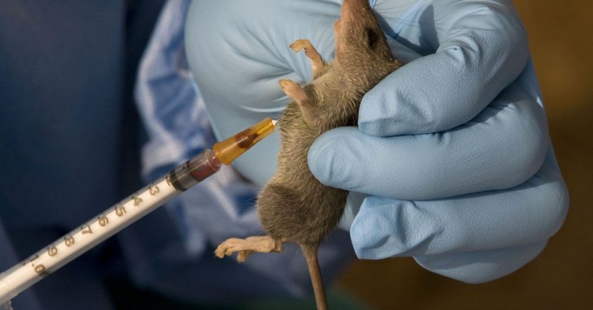 103 individuals succumb to Lassa fever as it spreads across 16 states
