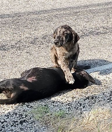 Grieving dog named Guardian refuses to leave his sister's side after she was killed on a road
