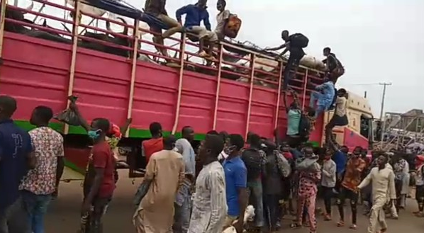 40 men from Zamfara hidden inside a truckload of cows intercepted in Lagos  (photos)
