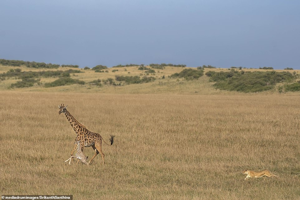  Dramatic moment mother giraffe tries in vain to defend its one-day-old calf from a lioness (photos)