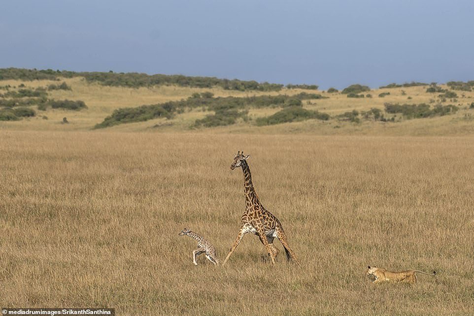  Dramatic moment mother giraffe tries in vain to defend its one-day-old calf from a lioness (photos)