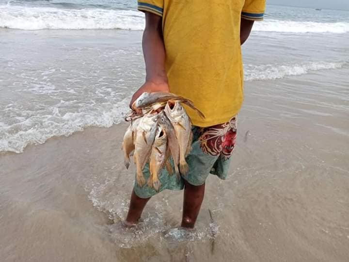 Rivers State Government cautions fishing communities over massive death of fishes