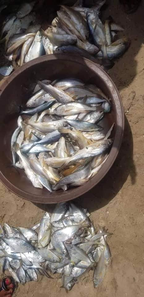 Rivers State Government cautions fishing communities over massive death of fishes