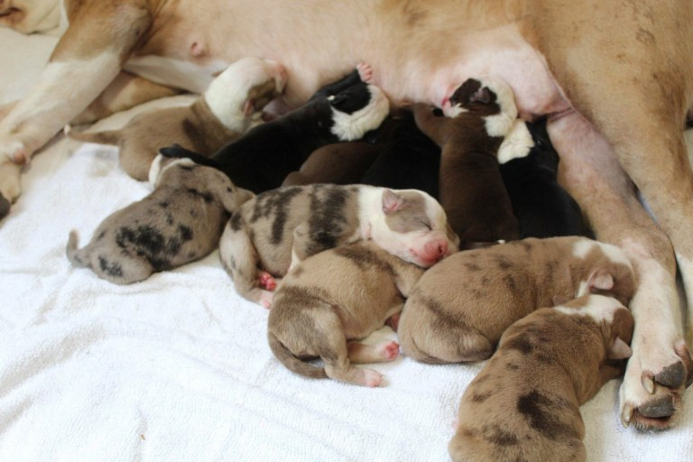 2-year-old dog gives birth to 20 puppies after 24 hours in labour (photos)