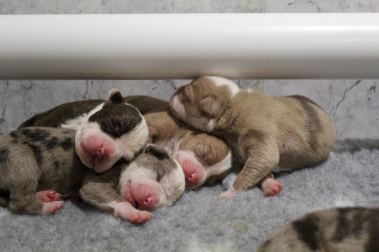 2-year-old dog gives birth to 20 puppies after 24 hours in labour (photos)