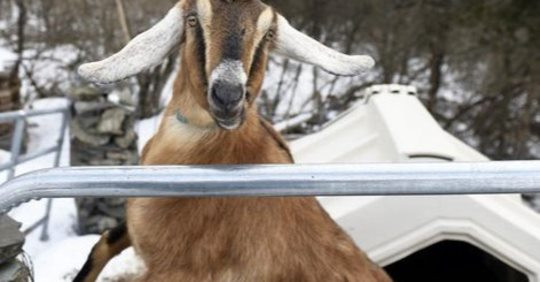 Dog and goat vie for honorary mayor of US town
