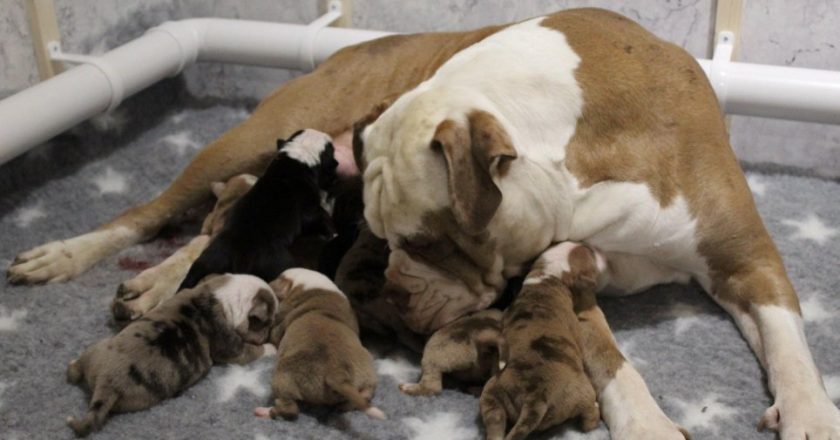 Amazing Dog Gives Birth to 20 Puppies After 24 Hours of Labor (See Photos)