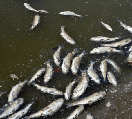 Link Between Toxic Waste and Dead Fish Found on Niger Delta Coastline