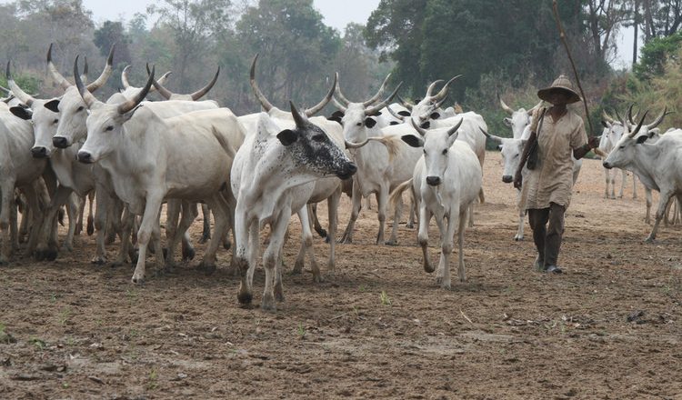 The Ban on Sale and Consumption of Beef in Delta Community Following Herdsmen Killings