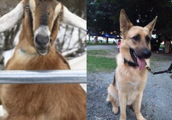 Dog and Goat Compete for Honorary Mayor Position in US Town