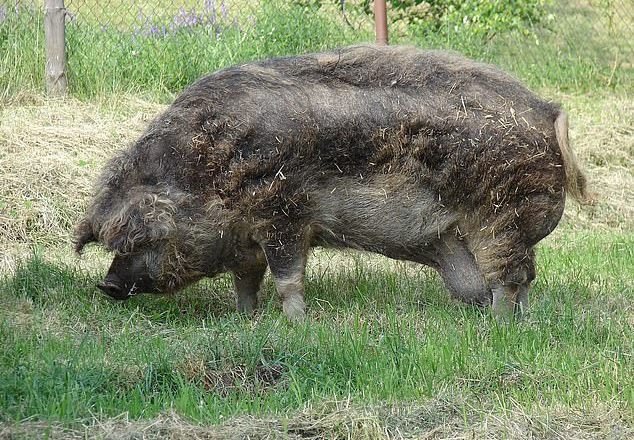 Farmer in Poland dies of a heart attack and is consumed by his 12 pigs