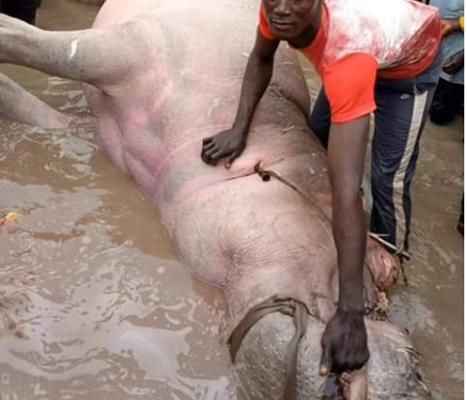 Fishermen in Kebbi community trap and kill a Hippopotamus (see photos)