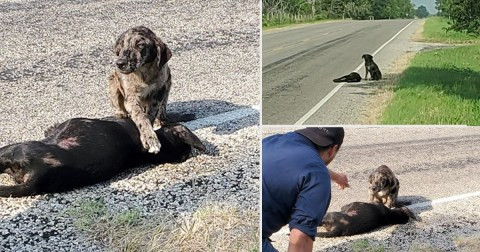 Heartbroken Dog Named Guardian Stays by His Sister’s Side After Tragic Accident Until Rescuers Arrive (See Photos)