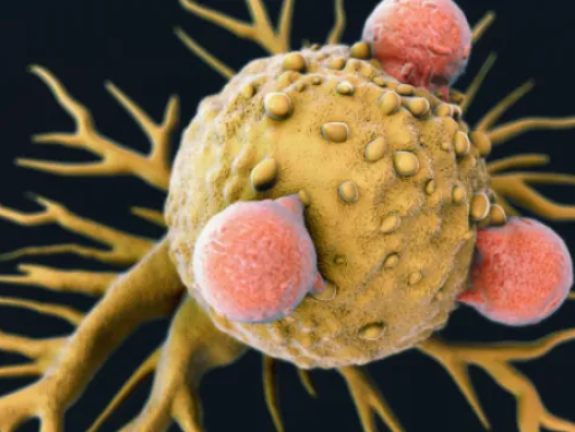 Immune cell that destroys most types of cancer discovered, and scientists are hopeful it could be used to develop a 'one-size-fits-all' cancer treatment