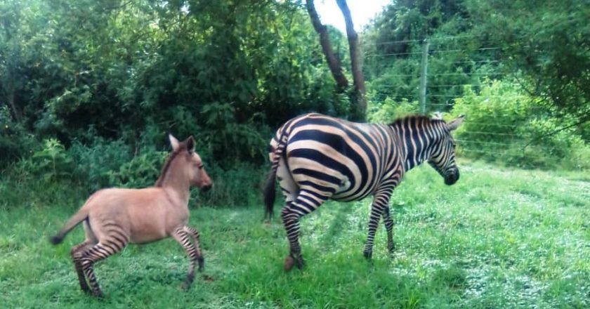 It's a Zonkey – Zebra gives birth to an unusual baby after mating with Donkey (photos)