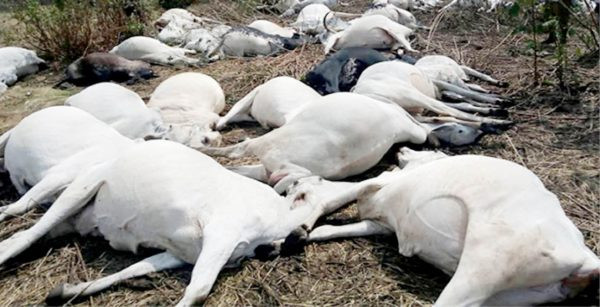 Kogi state govt bans sale of beef for 48 hours after death of 12 cows during grazing