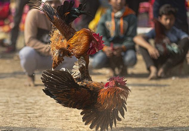Tragic Incident: Man Fatally Injured by ‘Armed’ Chicken at Cockfight in India