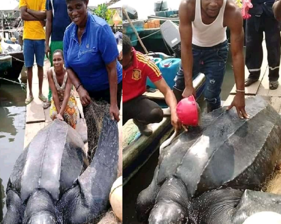 Massive leatherback sea turtle caught in Bayelsa state (photos)