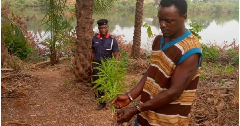 NSCDC finds Indian hemp farm in a school compound in Anambra