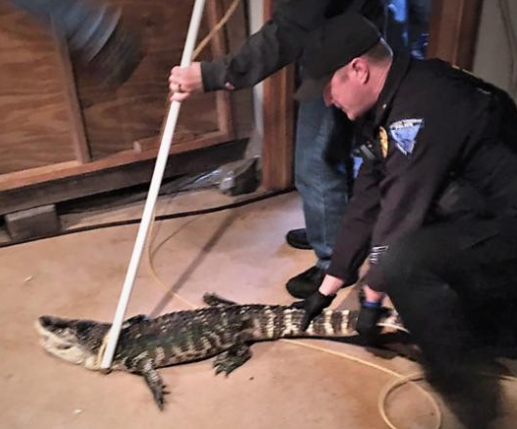The discovery of an alligator in an Ohio home’s basement