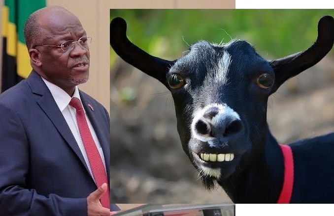 Tanzanian President Magufuli Launches Investigation into COVID-19 Testing Kits following Positive Results from Goat and Pawpaw