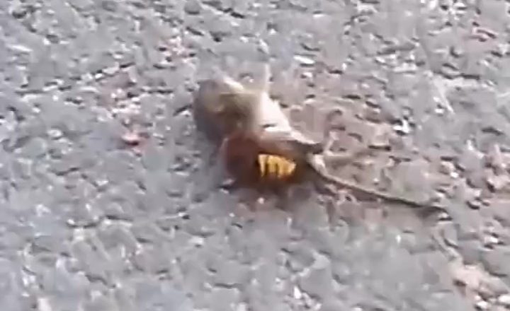 Terrifying moment a 'murder hornet' killed a mouse under one minute