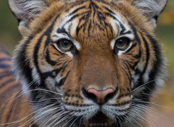 Tiger at a zoo in New York City tests positive for Coronavirus