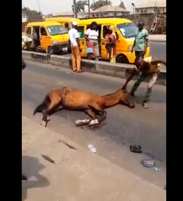 Tired horse collapses after doing the job of a keke napep for one day (video)