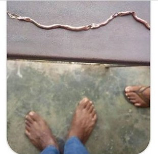 Remarkable Mother Saves Son from Snake in His Room
