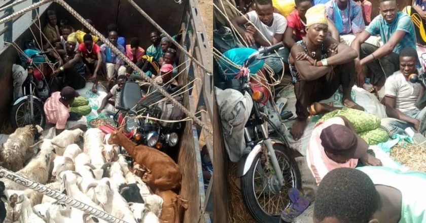 Two lorries transporting passengers hidden with livestock from Kano to Kaduna is intercepted by security officials