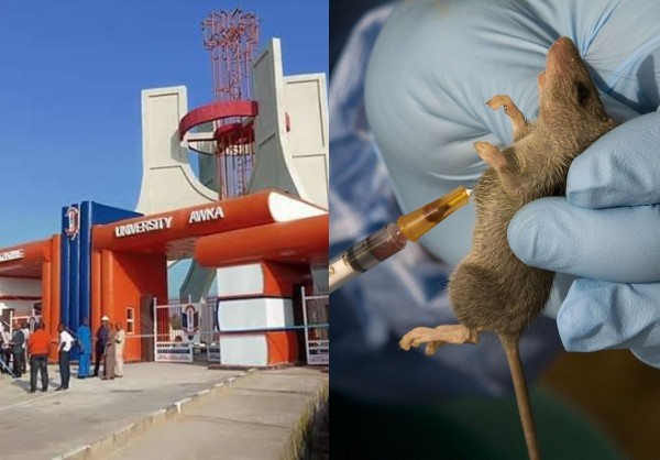 UNIZIK student confirmed as first Lassa Fever patient in Anambra State